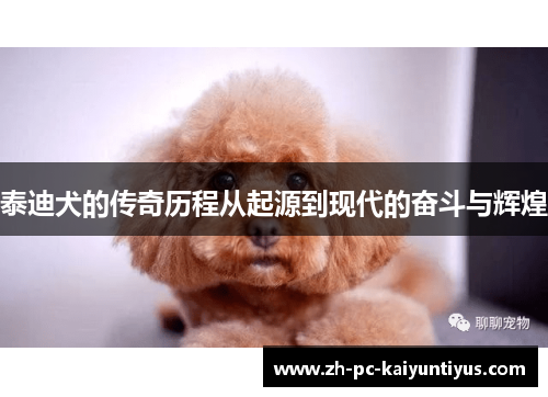 泰迪犬的传奇历程从起源到现代的奋斗与辉煌